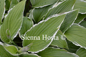 Hosta 'Snow Crust'