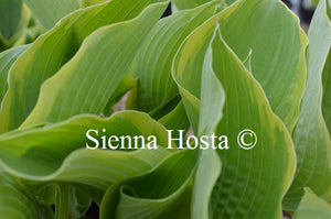 Hosta 'June Moon'