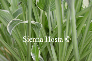 Hosta 'Snow Crust'