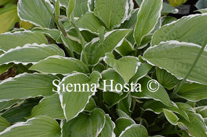 Hosta 'Snow Crust'