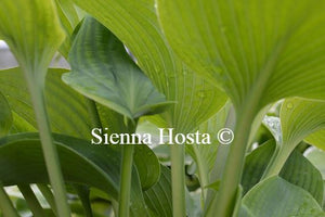 Hosta Snowden