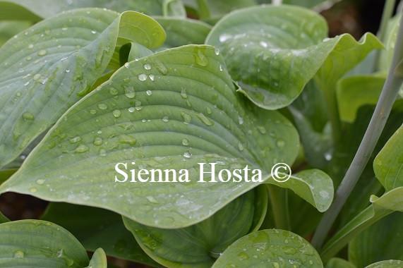 Hosta Snowden