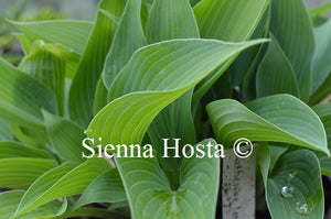 Hosta 'Katherine Lewis'