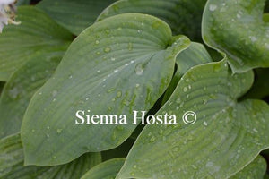 Hosta Snowden