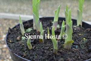 Hosta Kiwi Gold Rush Eyes