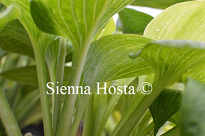 Hosta 'Spilt Milk'
