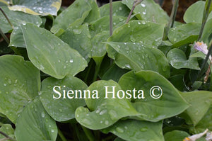 Hosta 'Special Gift'