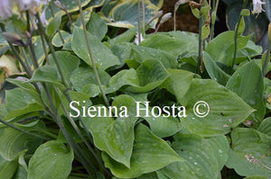 Hosta 'Special Gift'