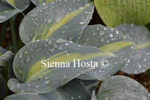 Hosta Touch of Class