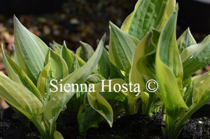 Hosta 'Lakeside Dragonfly'