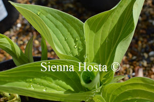 Hosta 'Lakeside Contender'