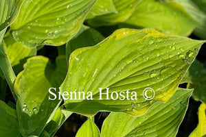 Hosta 'A Dash of Lemon'