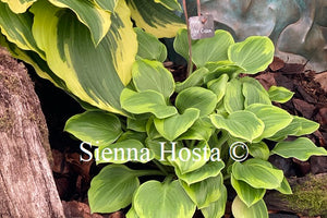 Hosta 'Ice Cream'