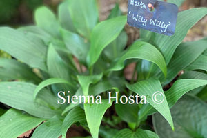 Hosta 'Wily Willy'