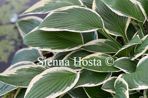 Hosta 'Francee'