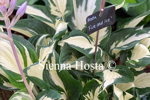 Hosta 'Fire and Ice'