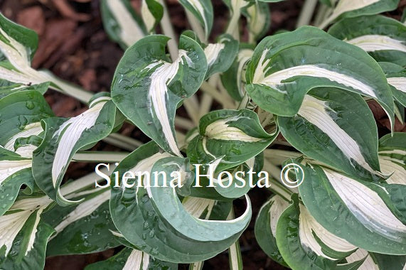 Hosta London Bridge