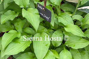 Hosta 'Lime Shag'