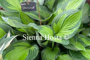 Hosta 'Whirlwind'