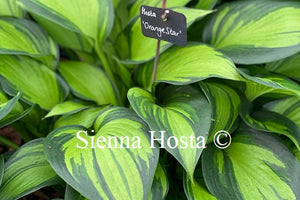 Hosta 'Orange Star'