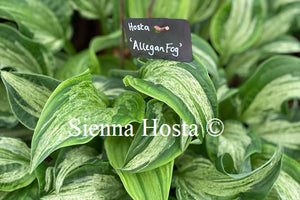 Hosta Allegan Fog