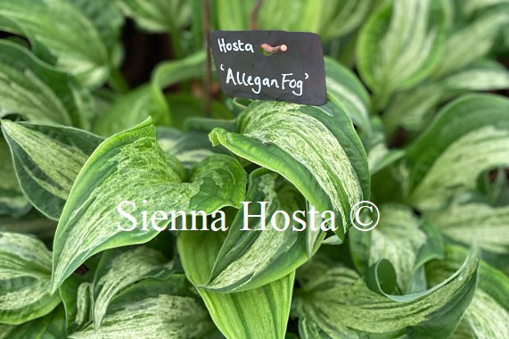 Hosta Allegan Fog