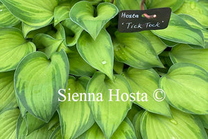 Hosta 'Tick Tock'