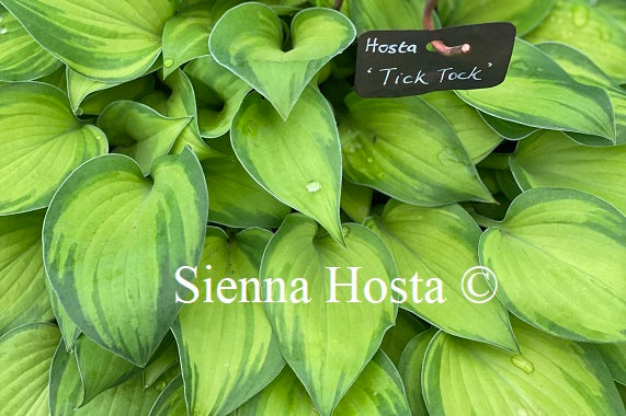 Hosta 'Tick Tock'