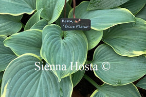 Hosta 'Blue Flame'