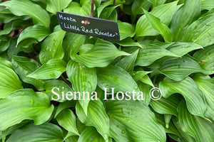 Hosta 'Little Red Rooster'