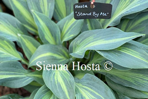 Hosta 'Stand By Me'