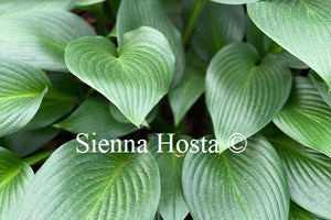 Hosta 'Devon Green'