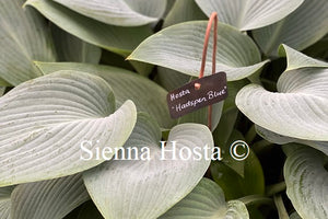 Hosta 'Hadspen Blue'