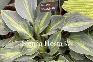 Hosta 'Stand By Me'
