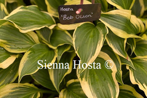 Hosta 'Bob Olson'