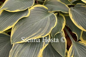 Hosta 'First Frost'