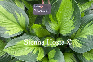 Hosta 'Whirlwind'