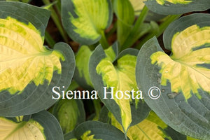 Hosta 'Forbidden Fruit'