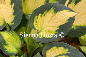 Hosta 'Forbidden Fruit'