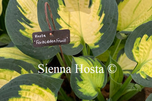 Hosta 'Forbidden Fruit'