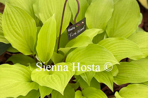 Hosta 'Fire Island'