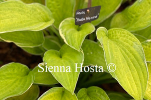 Hosta 'Hasta Manana'