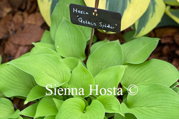 Hosta 'Golden Spider' - Sienna Hosta