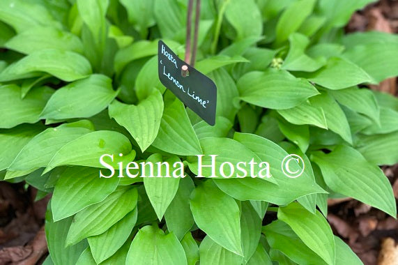 Hosta 'Lemon Lime'