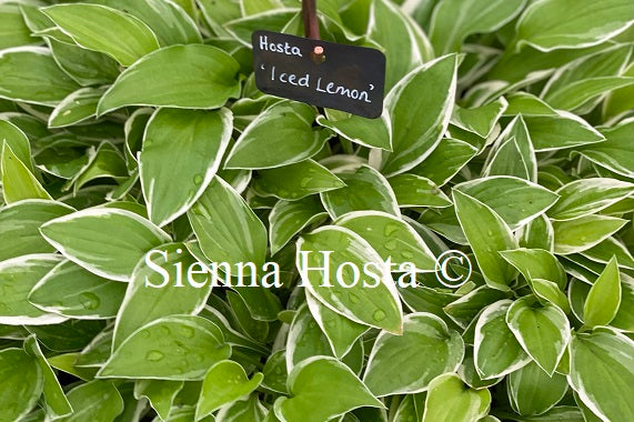 Hosta 'Iced Lemon'