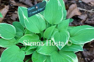 Hosta 'Cream Edger'