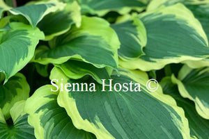 Hosta 'Minnesota Wild'