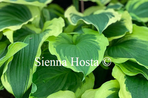 Hosta 'Minnesota Wild'