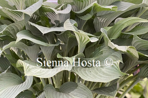 Hosta 'Krossa Regal'