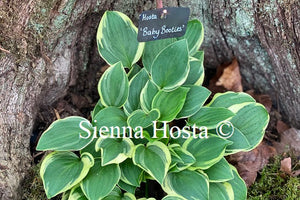 Hosta 'Baby Booties'